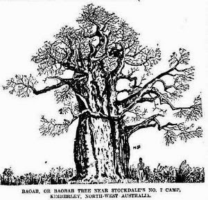 Boab Prison Trees – Fact or Fiction? – Christopher Dawson