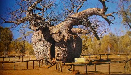 'Prison Boab Tree', Derby.