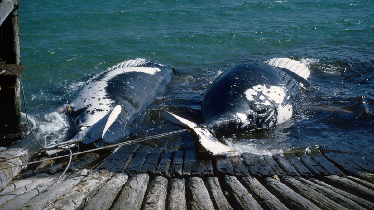 Two whale carcasses being dragged ashore at Tangalooma Whaling Station, ca. 1957