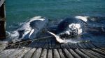 Two whale carcasses being dragged ashore at Tangalooma Whaling Station, ca. 1957