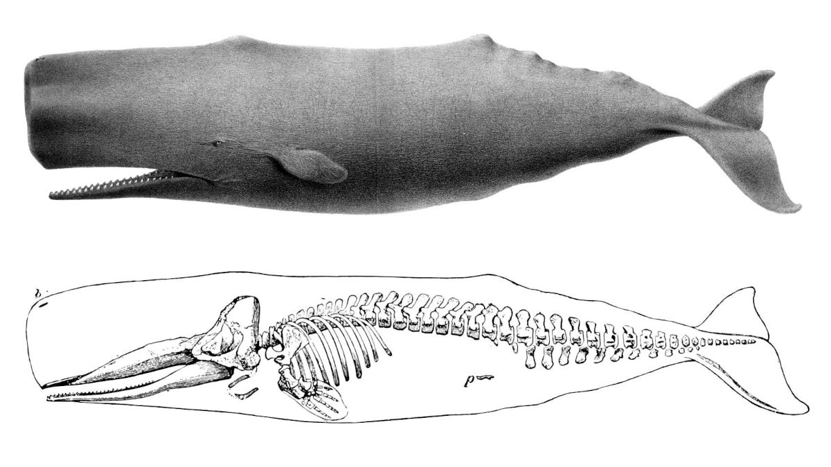 Sperm whale.