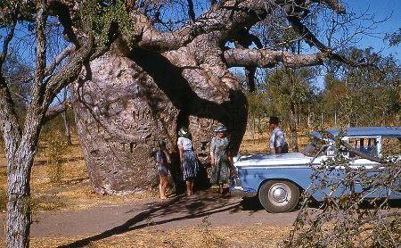 'Prison Boab Tree', Wyndham, 1960.