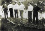 The Logan crocodile, 1905.